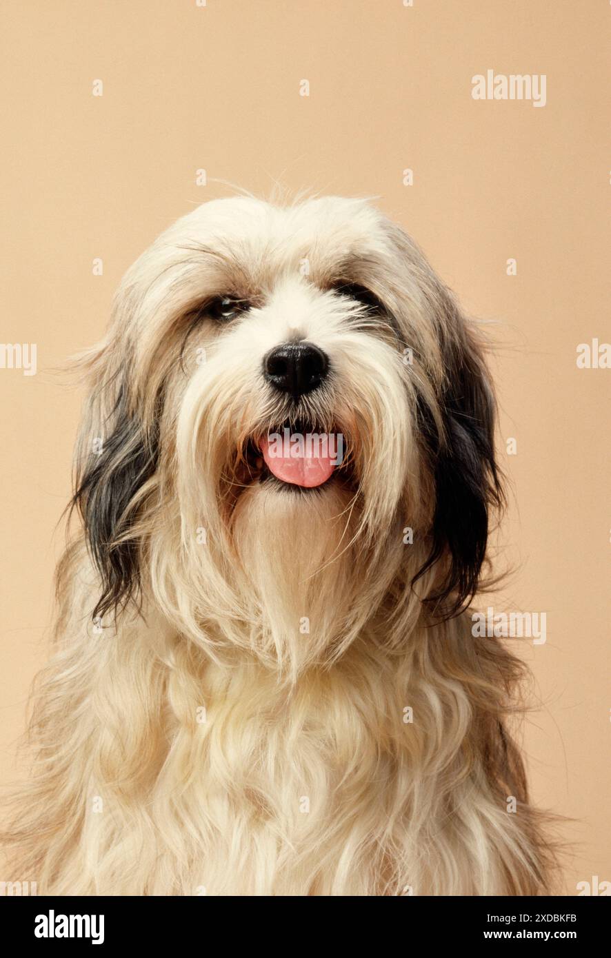 Tibetischer Terrier-Hund Stockfoto