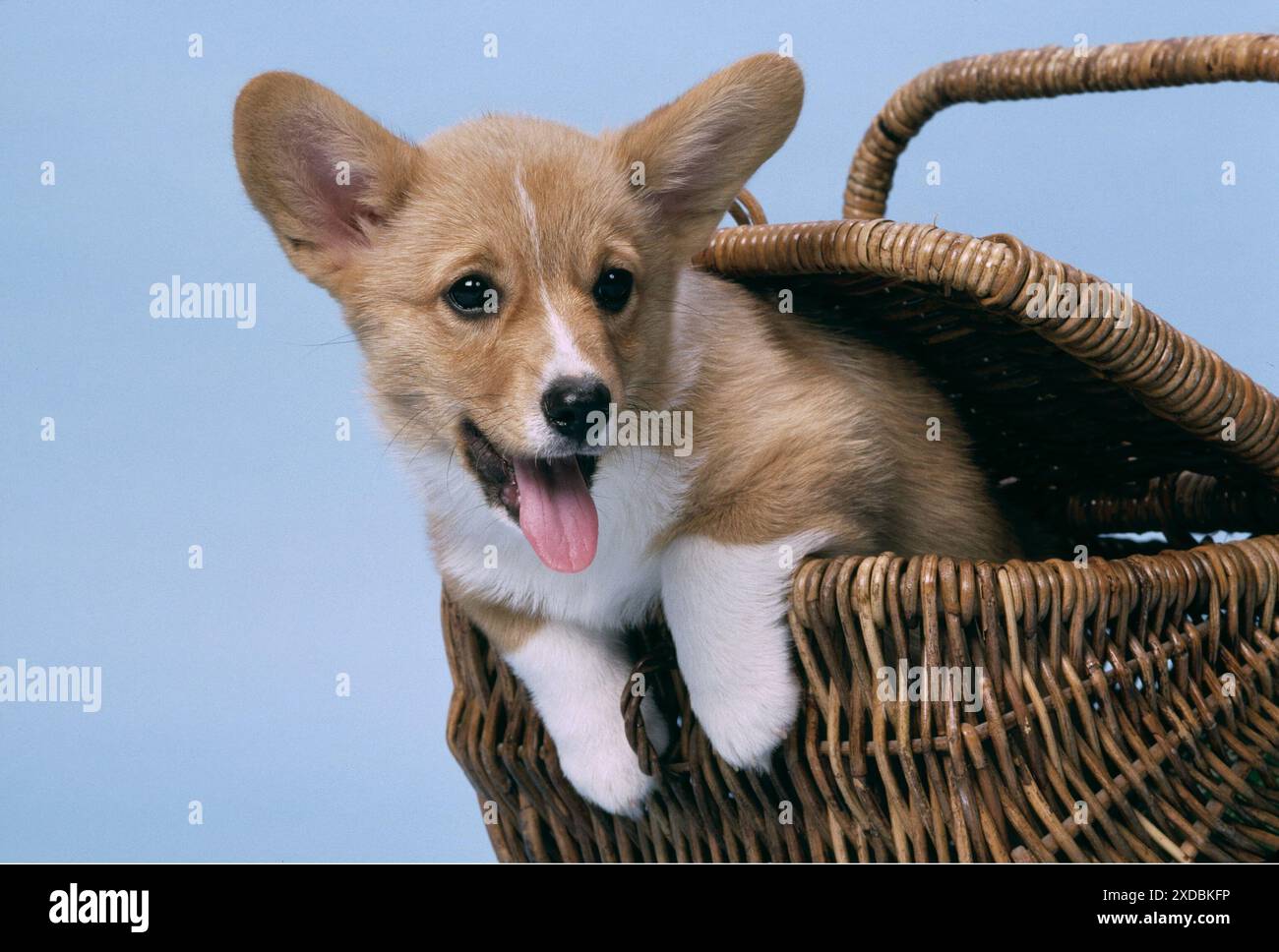 Welsh Pembroke Corgi HUND - im Korb Stockfoto