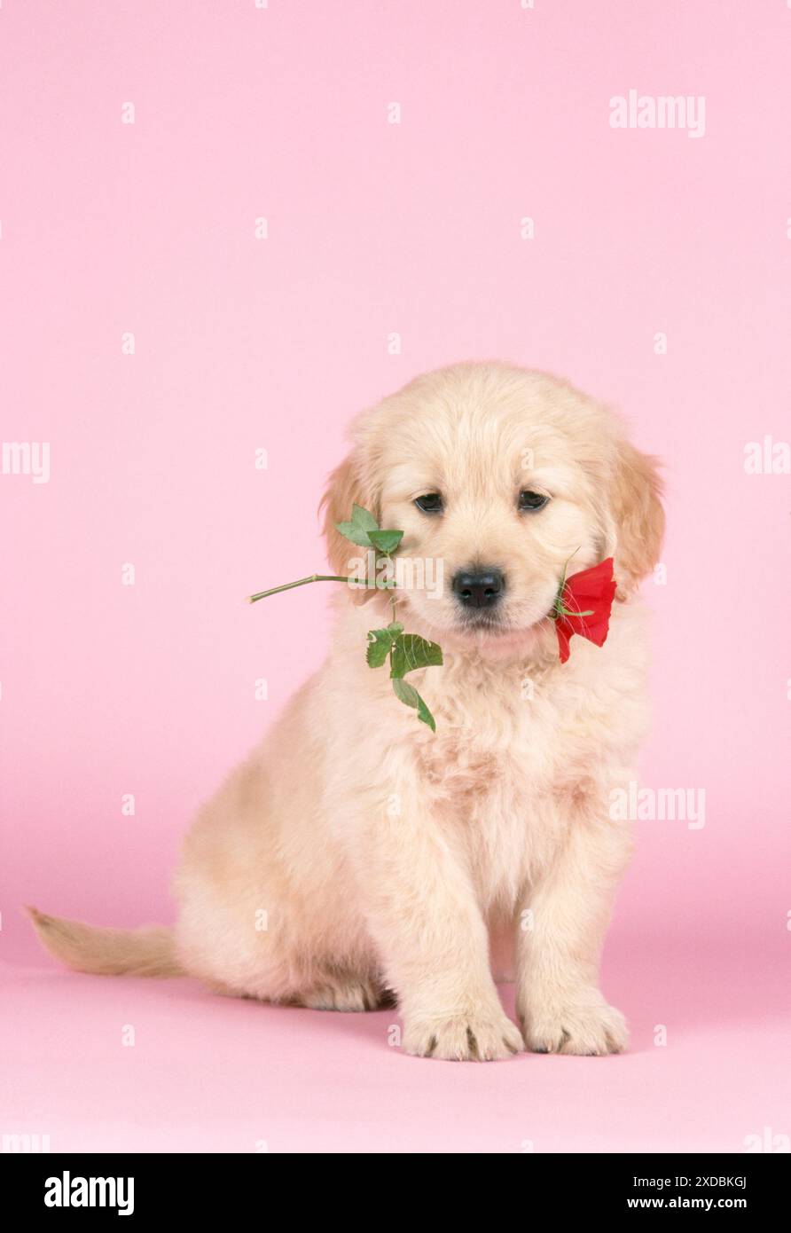 Golden Retriever DOG - Hündchen, das eine Rose im Mund hält Stockfoto