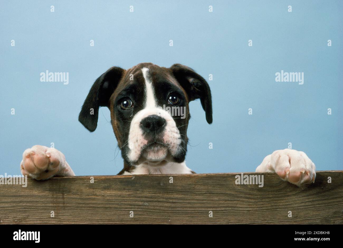 BOXERHUND - BLICK ÜBER DIE KANTE Stockfoto
