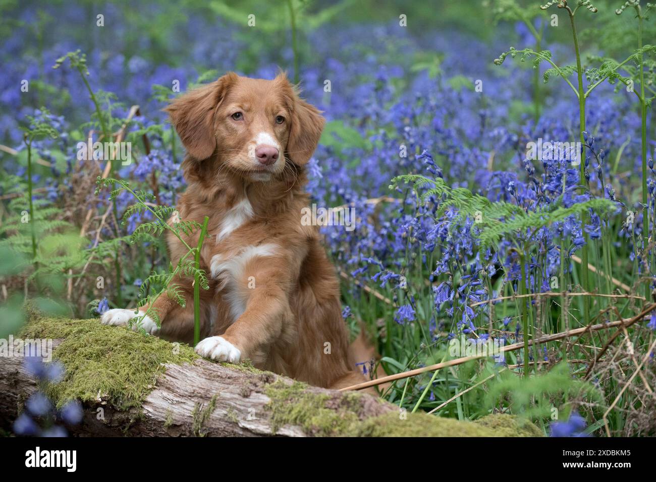 Nova Scotia Duck Tolling Retriever in Bluebells, Stockfoto