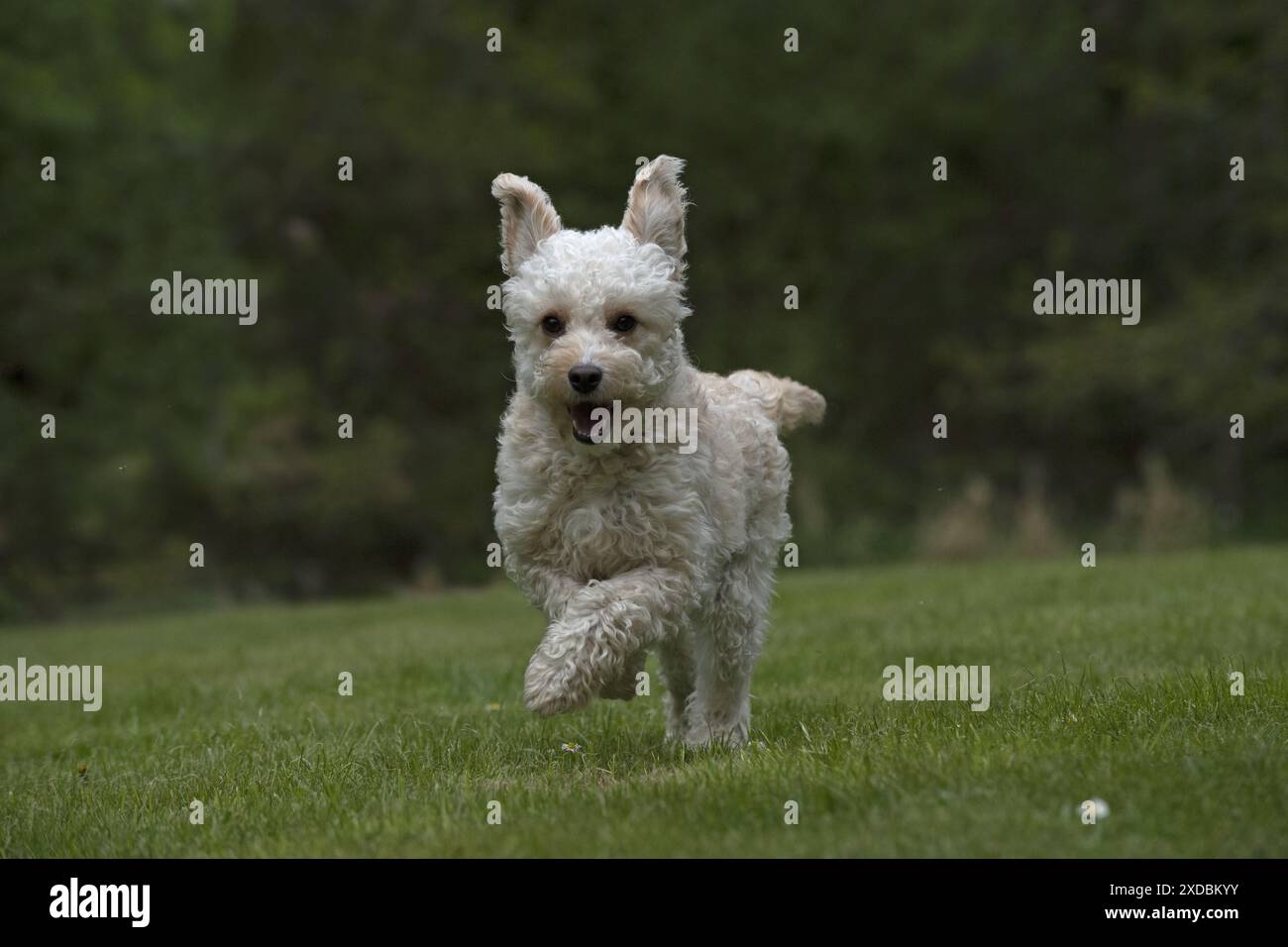 HUND. Cavapoo läuft in einem Garten Stockfoto