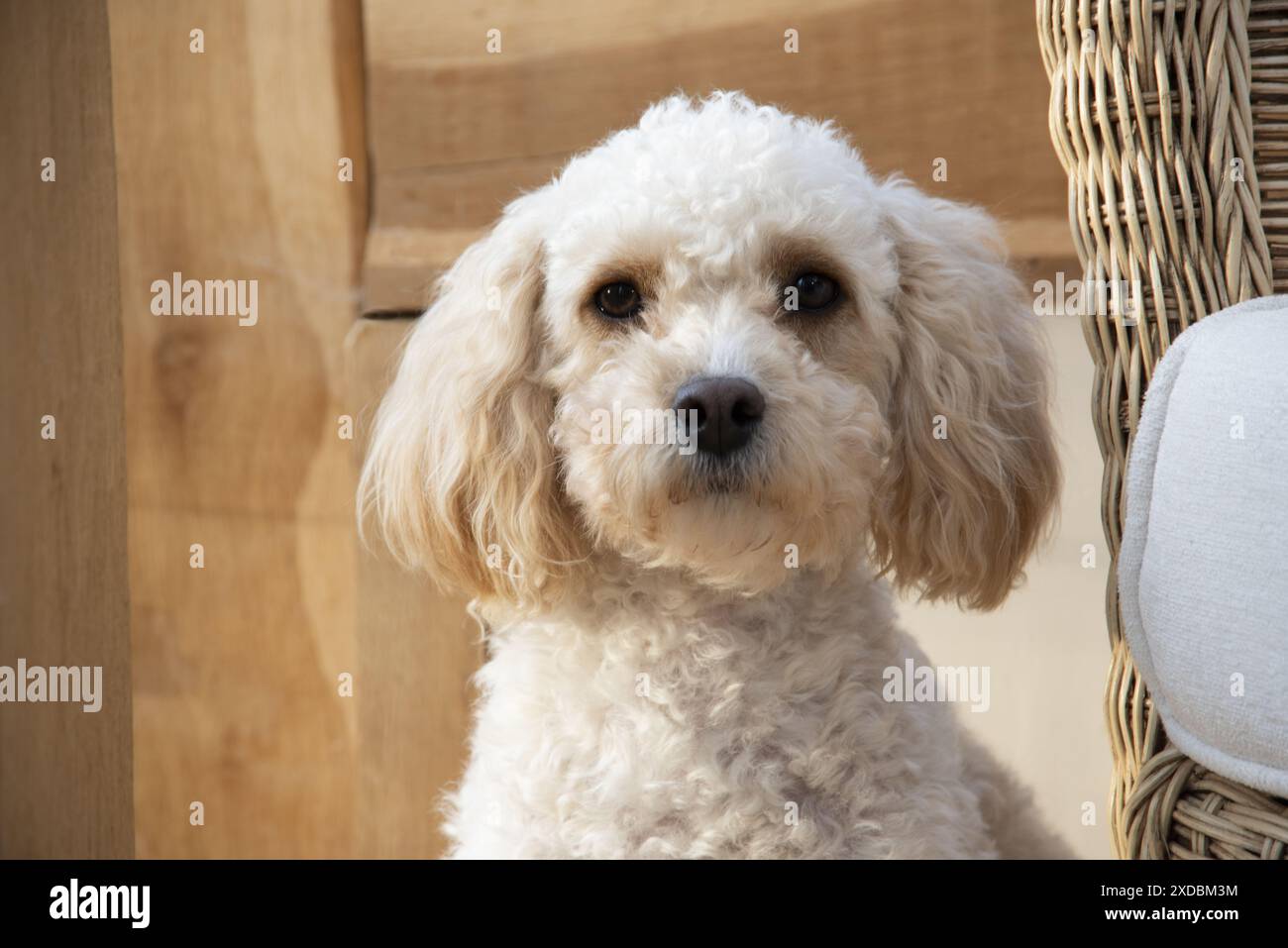 HUND. Cavapoo-Kopfschuss Stockfoto HUND. Cavapoo-Kopfschuss Stockfoto