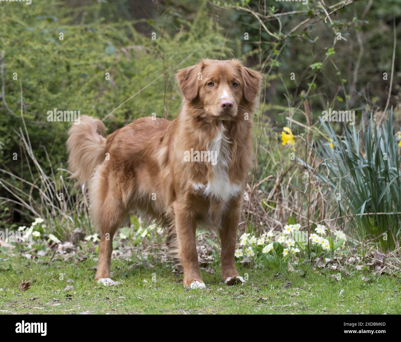 HUND. Neuschottischer Enten-Tolling Retriever im Frühling Stockfoto
