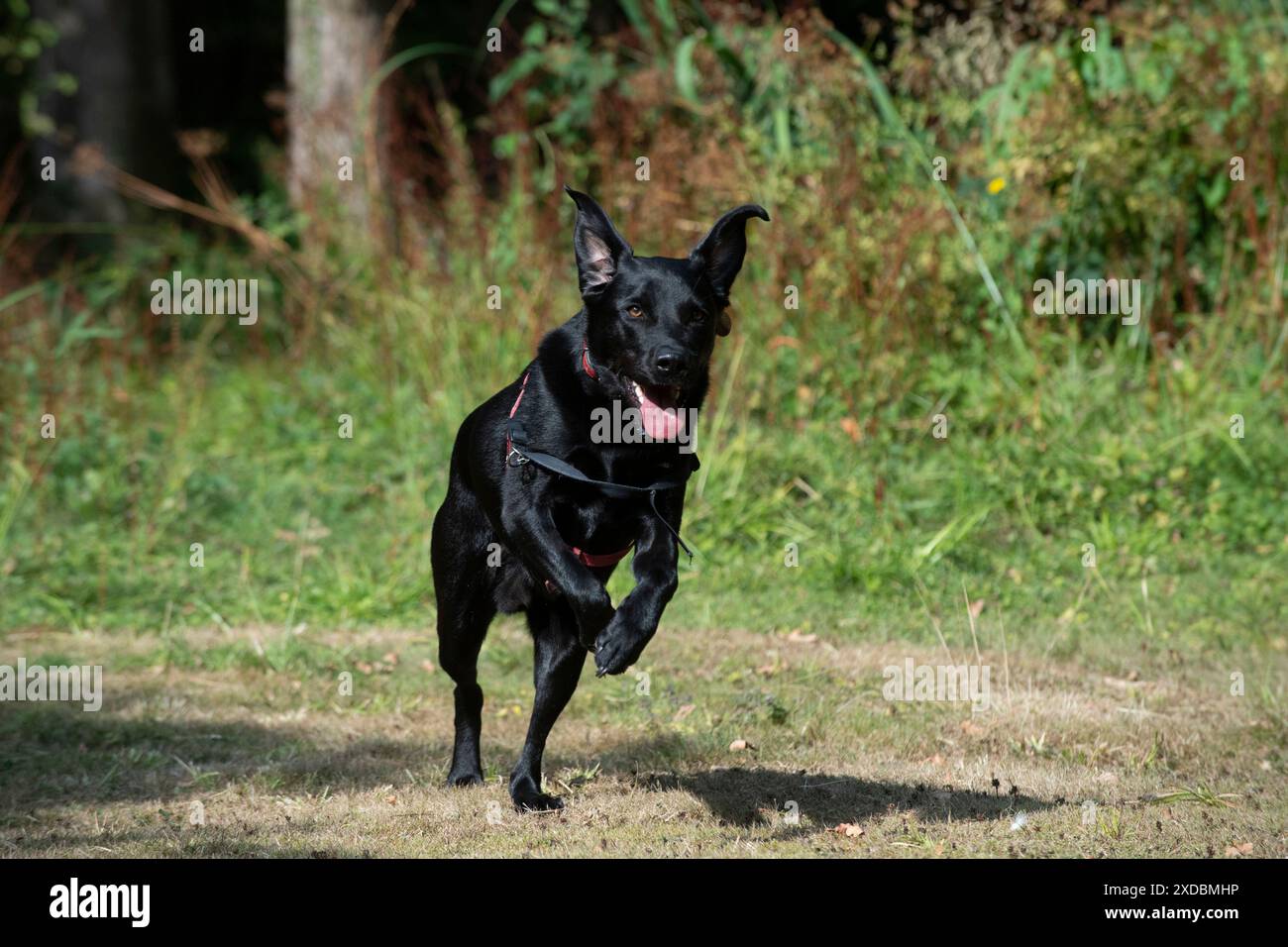 HUND. Black Labarador rennt auf die Kamera zu Stockfoto