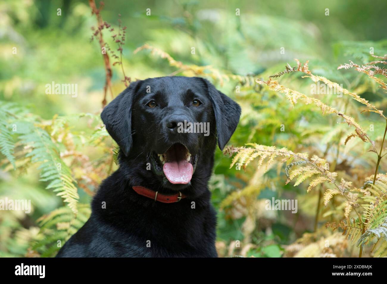 HUND. Schwarzer Labarador , Kopf &amp; Schultern , Porträt Stockfoto