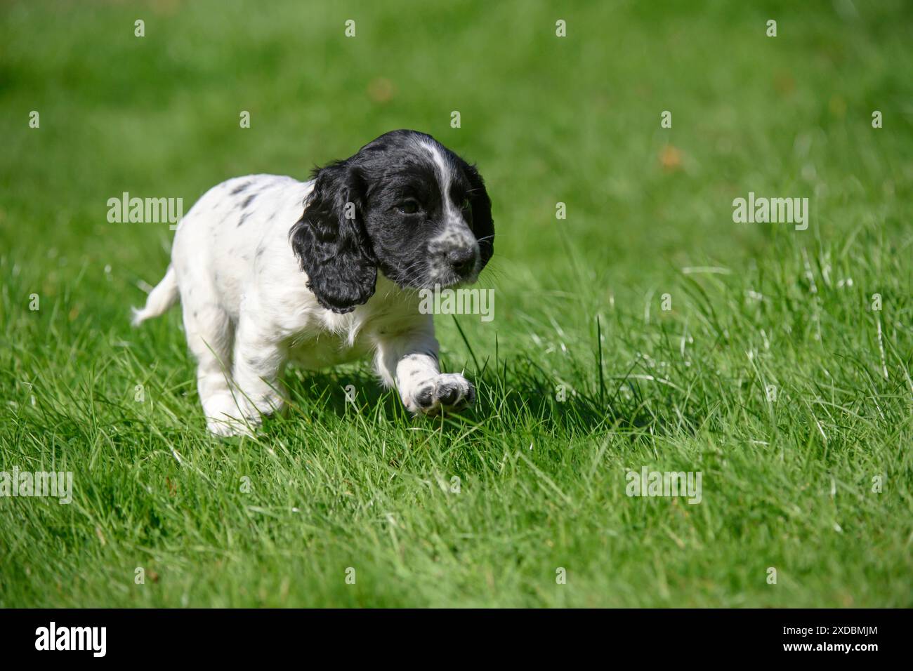 Hund. Cocker Spaniel Hündchen, schwarz &amp; weiß (7 Stockfoto