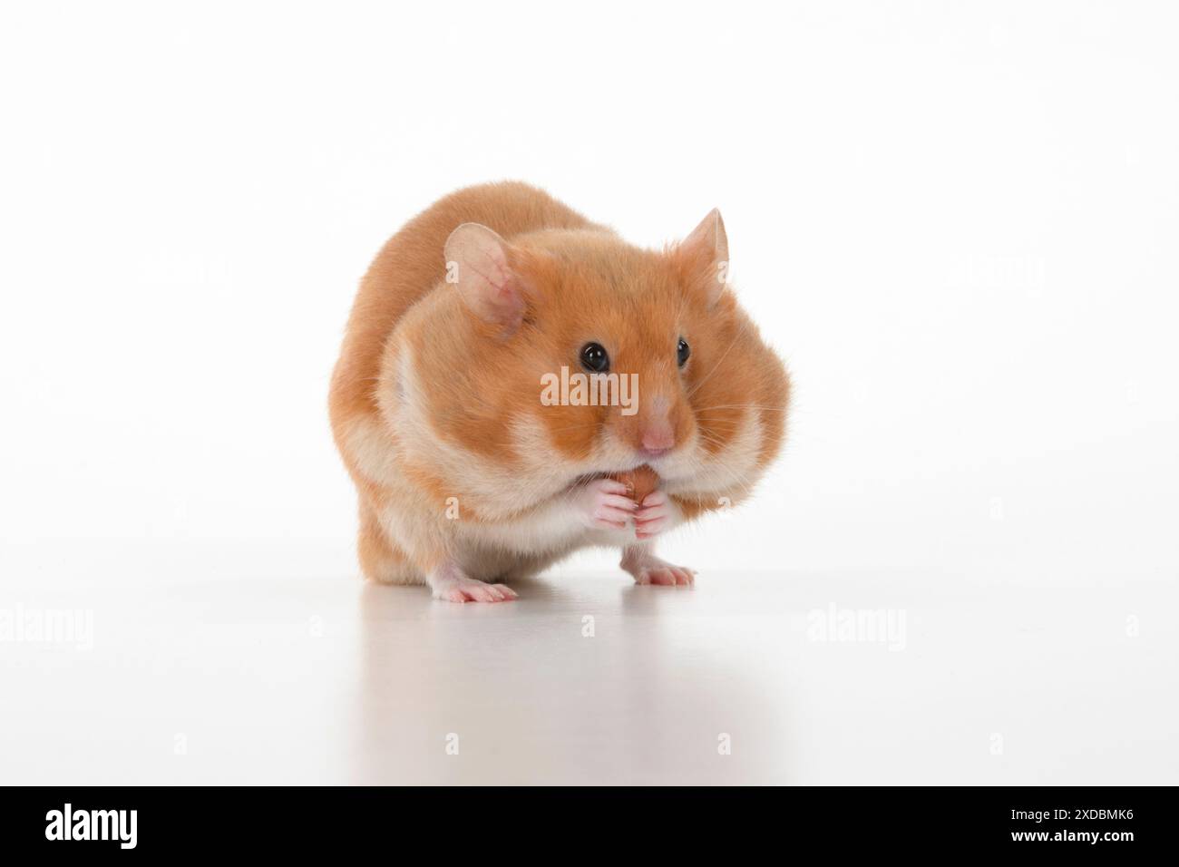 SÄUGETIER. Haustier Hamster, isst mit Wangen voller Stockfoto