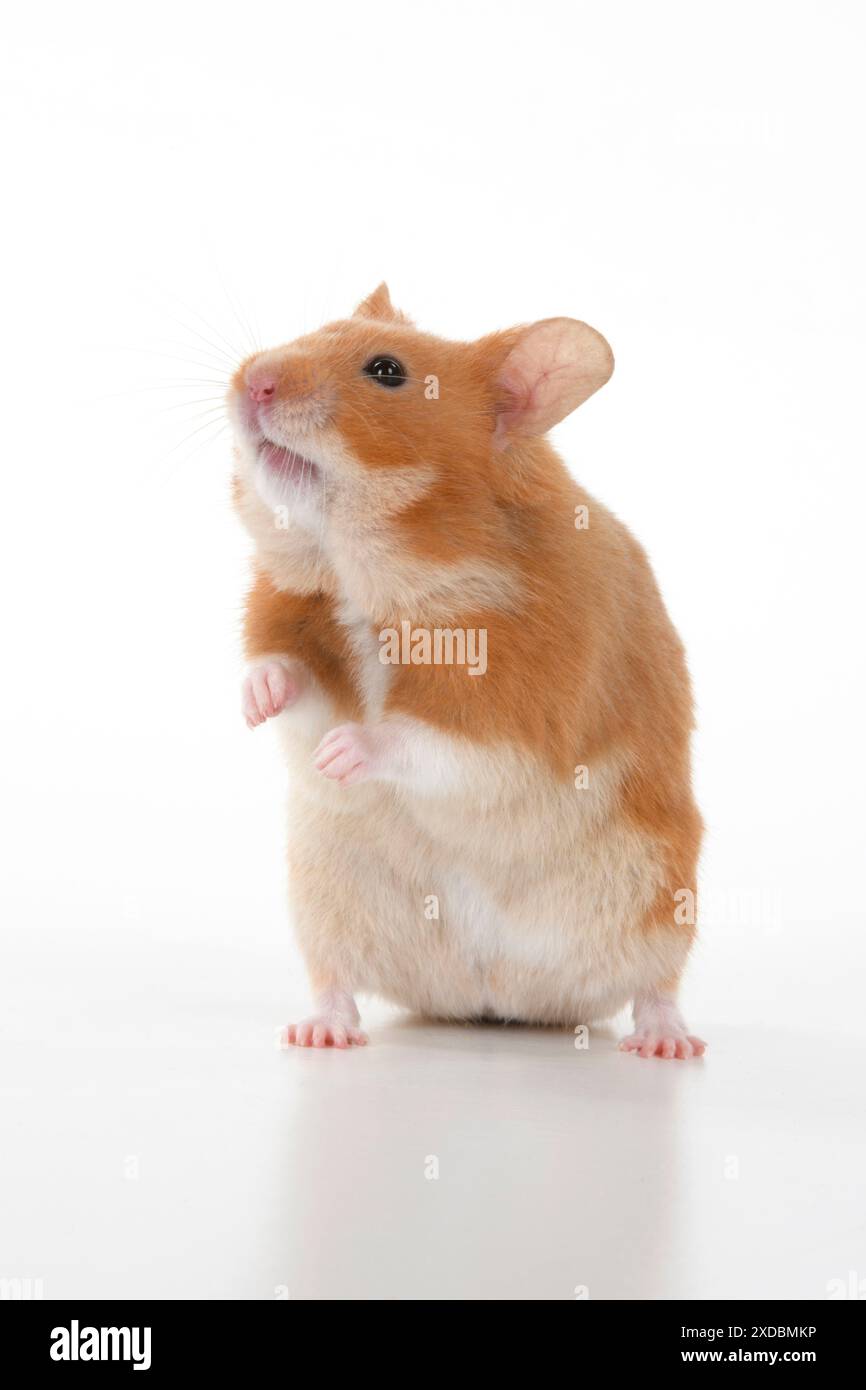 SÄUGETIER. Haustier Hamster, auf Hinterbeinen stehend, guckend Stockfoto