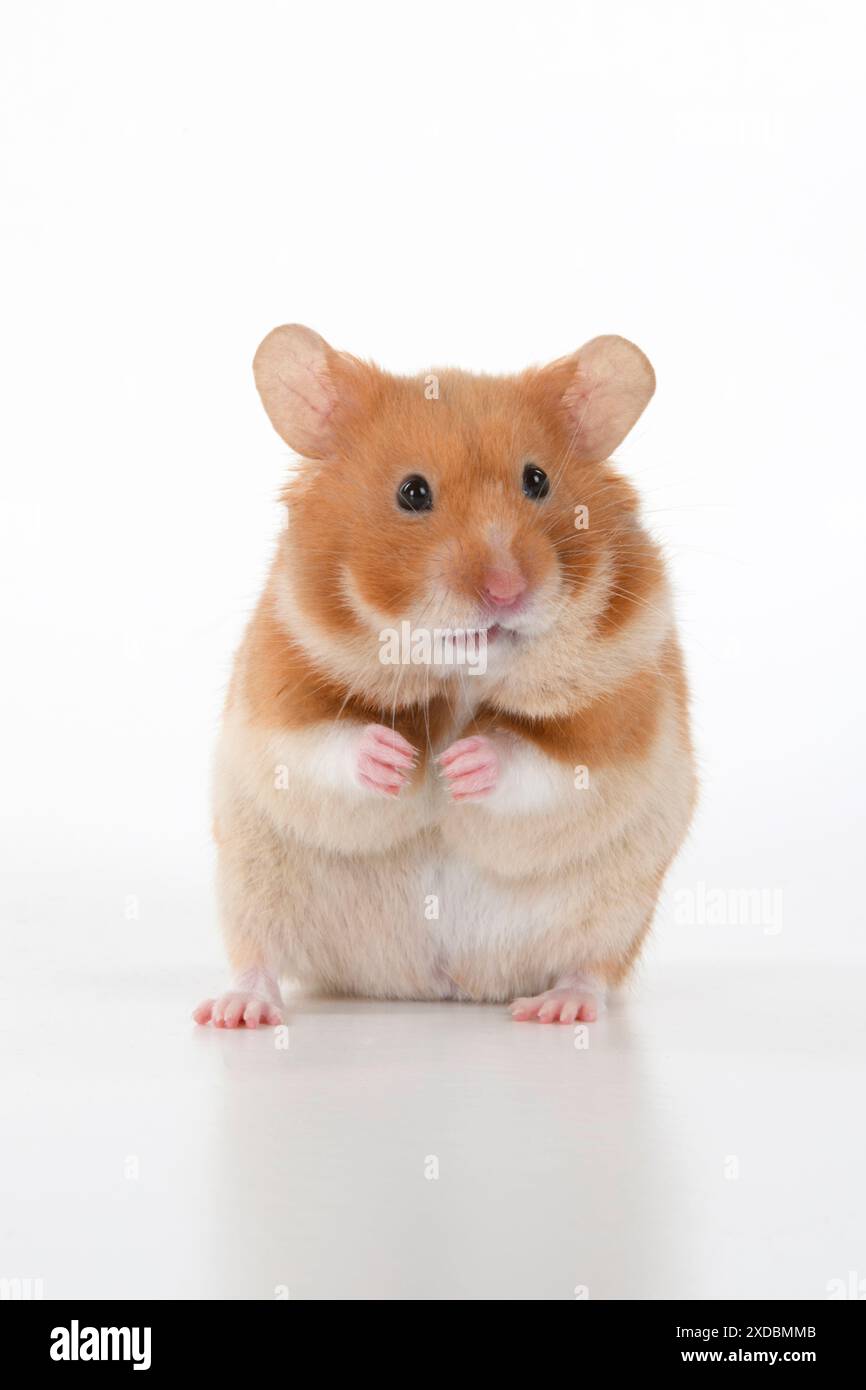 SÄUGETIER. Haustier Hamster, auf Hinterbeinen stehend, guckend Stockfoto