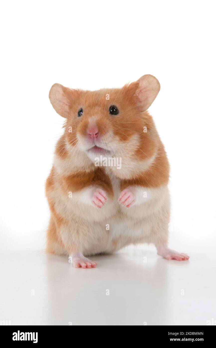 SÄUGETIER. Haustier Hamster, auf Hinterbeinen stehend, guckend Stockfoto