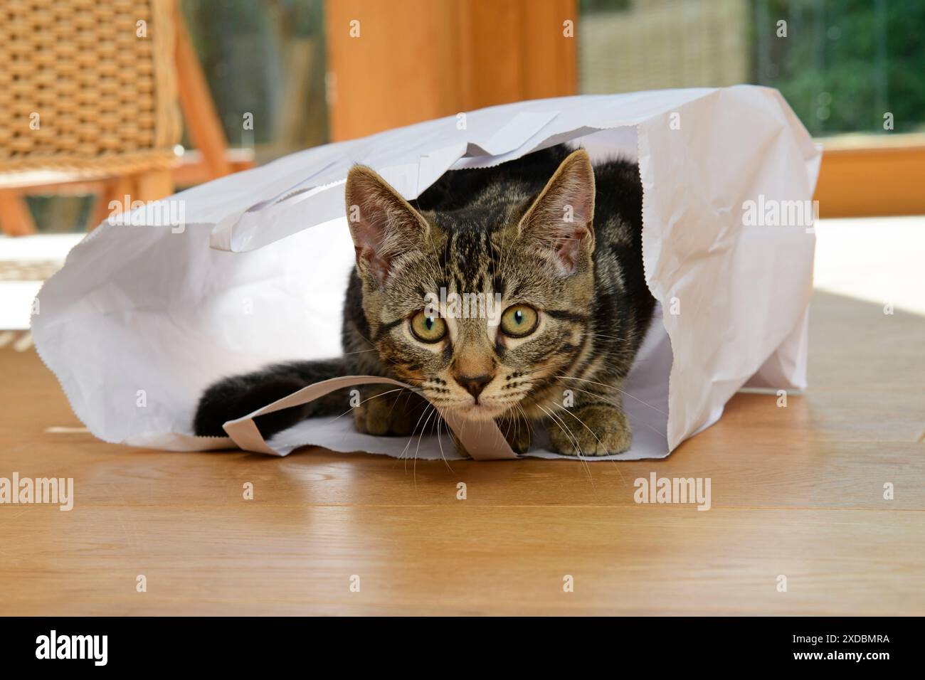 KAT. Tabby Kätzchen 17 Wochen alt, liegt in einem Papierträger Stockfoto