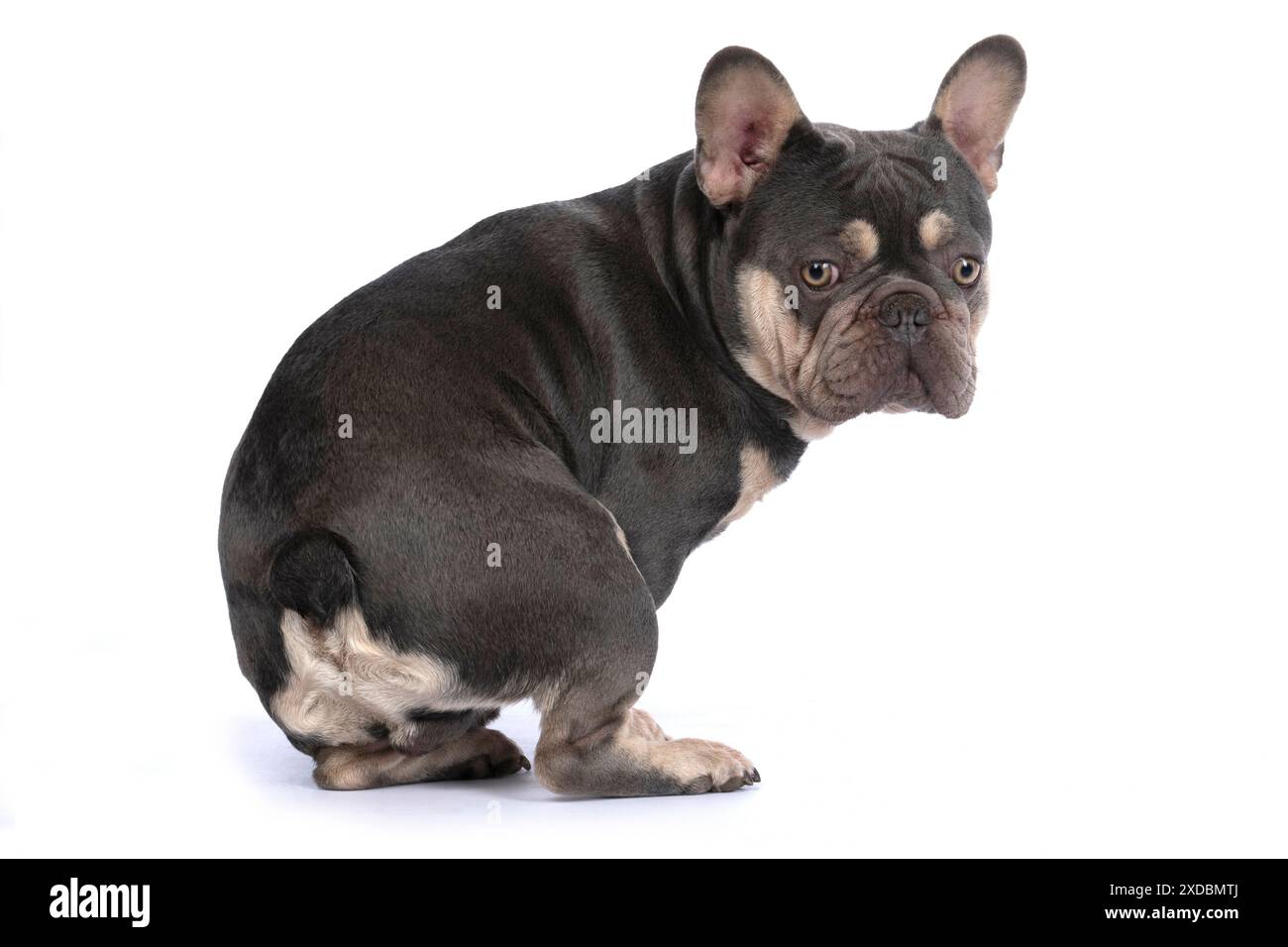 HUND. Französische Bulldogge, sitzend, schaute sich um. Stockfoto