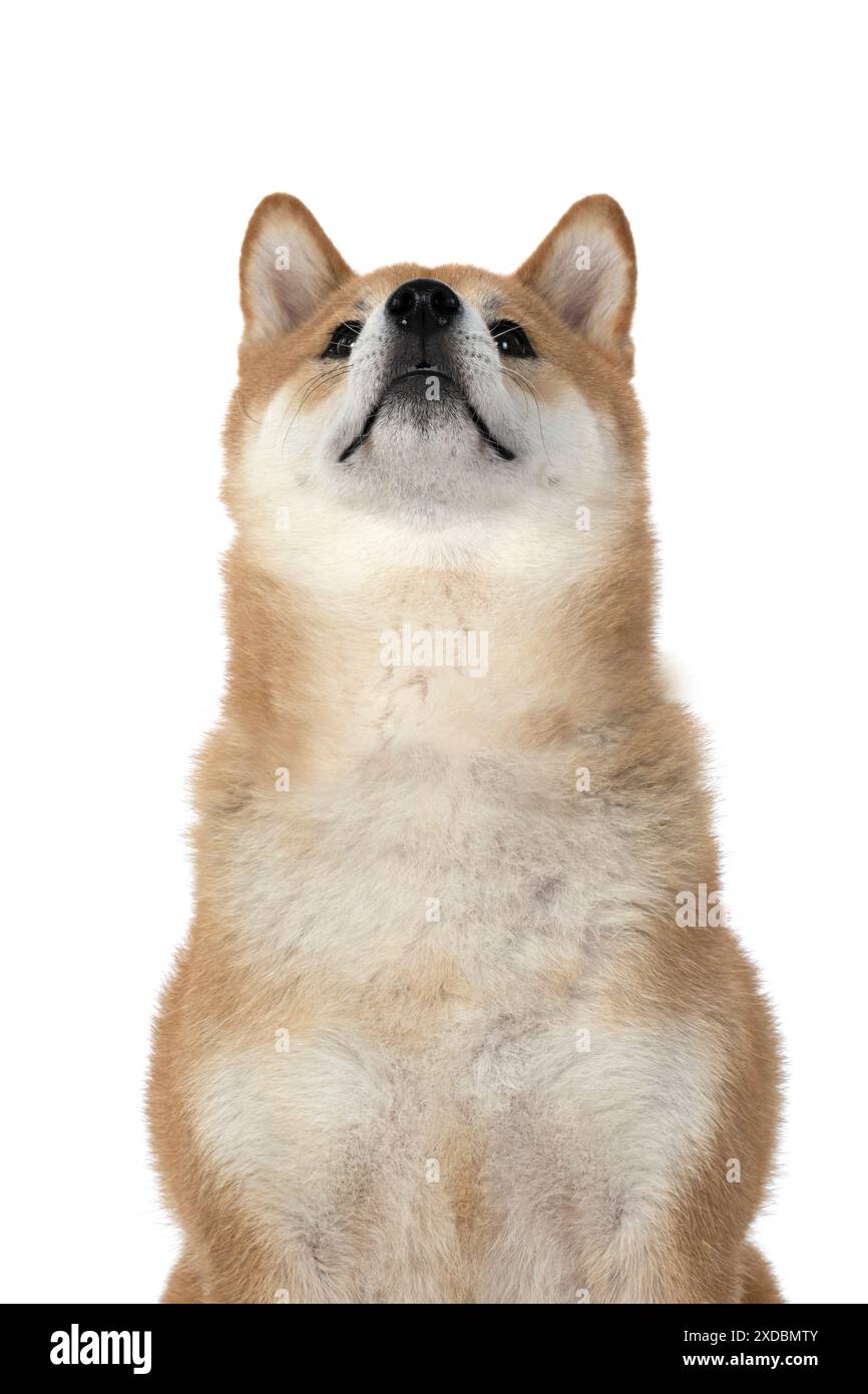 HUND. Shiba Inu, Erwachsener, sitzend, Porträt, Gesichtsausdruck, s Stockfoto