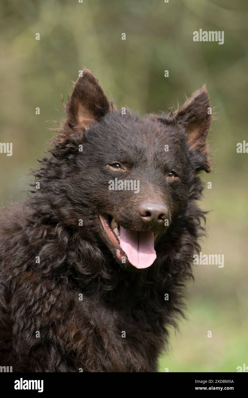 HUND. Mudi, Porträt, Kopfschuss, draußen. Stockfoto