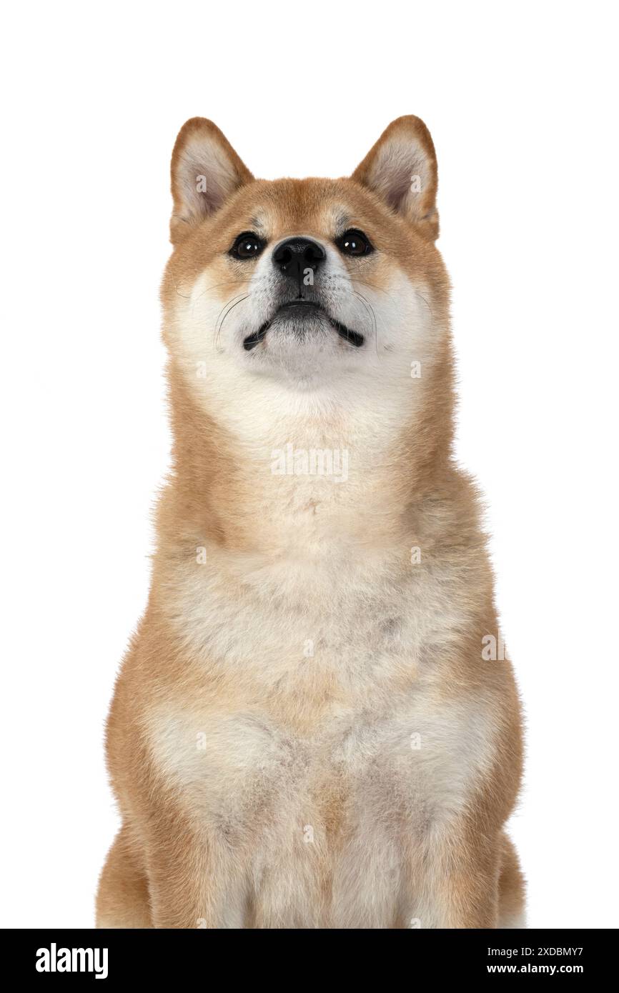 HUND. Shiba Inu, Erwachsener, sitzend, Porträt, Gesichtsausdruck, s Stockfoto