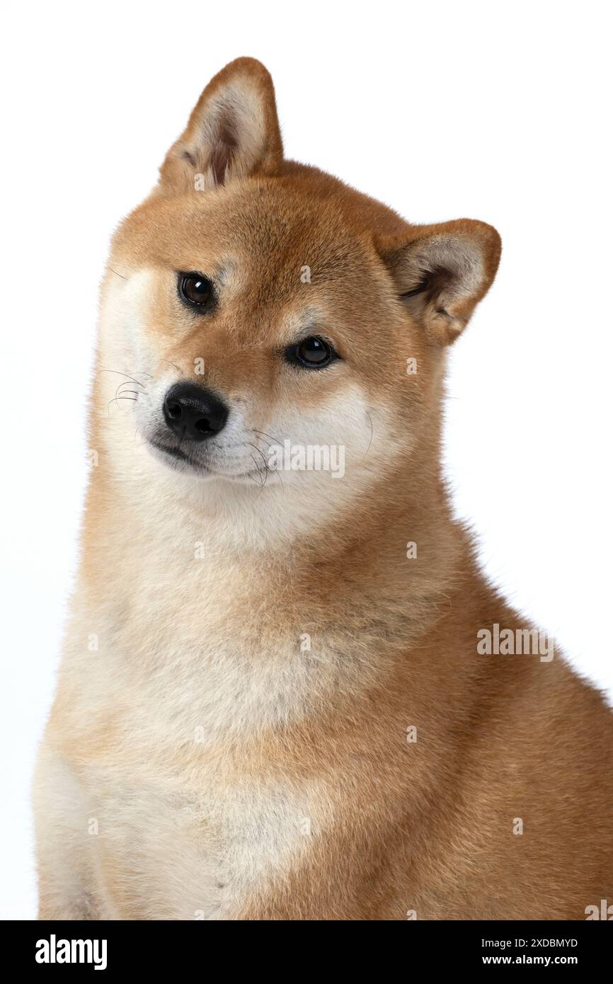 HUND. Shiba Inu, Erwachsener, sitzend, Porträt, Gesichtsausdruck, s Stockfoto