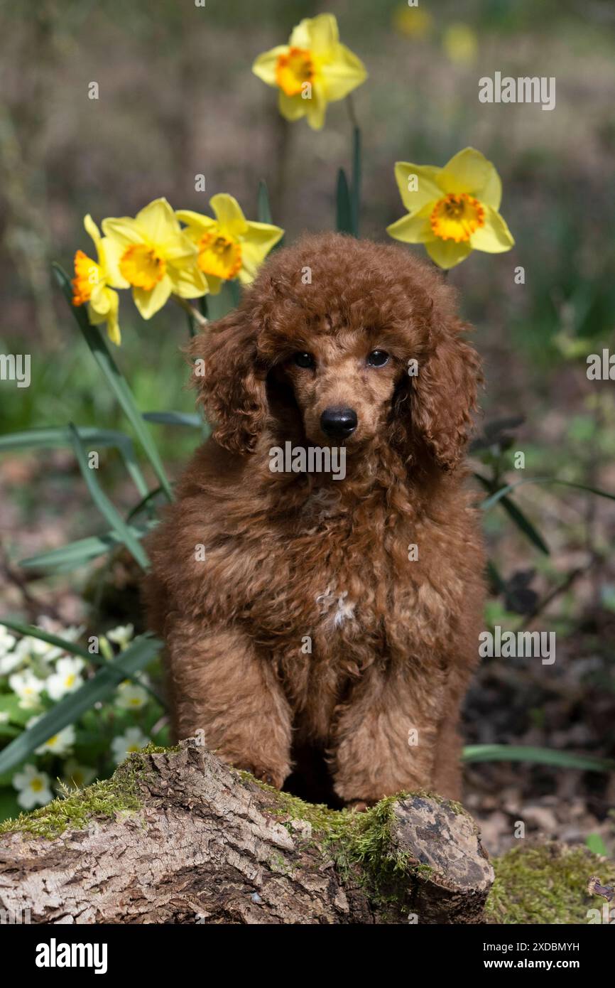 HUND, WELPE, PUDEL, 14 WOCHEN ALT, SÜSS, AUF EINEM MOOSIGEN STAMM, REIN. Stockfoto
