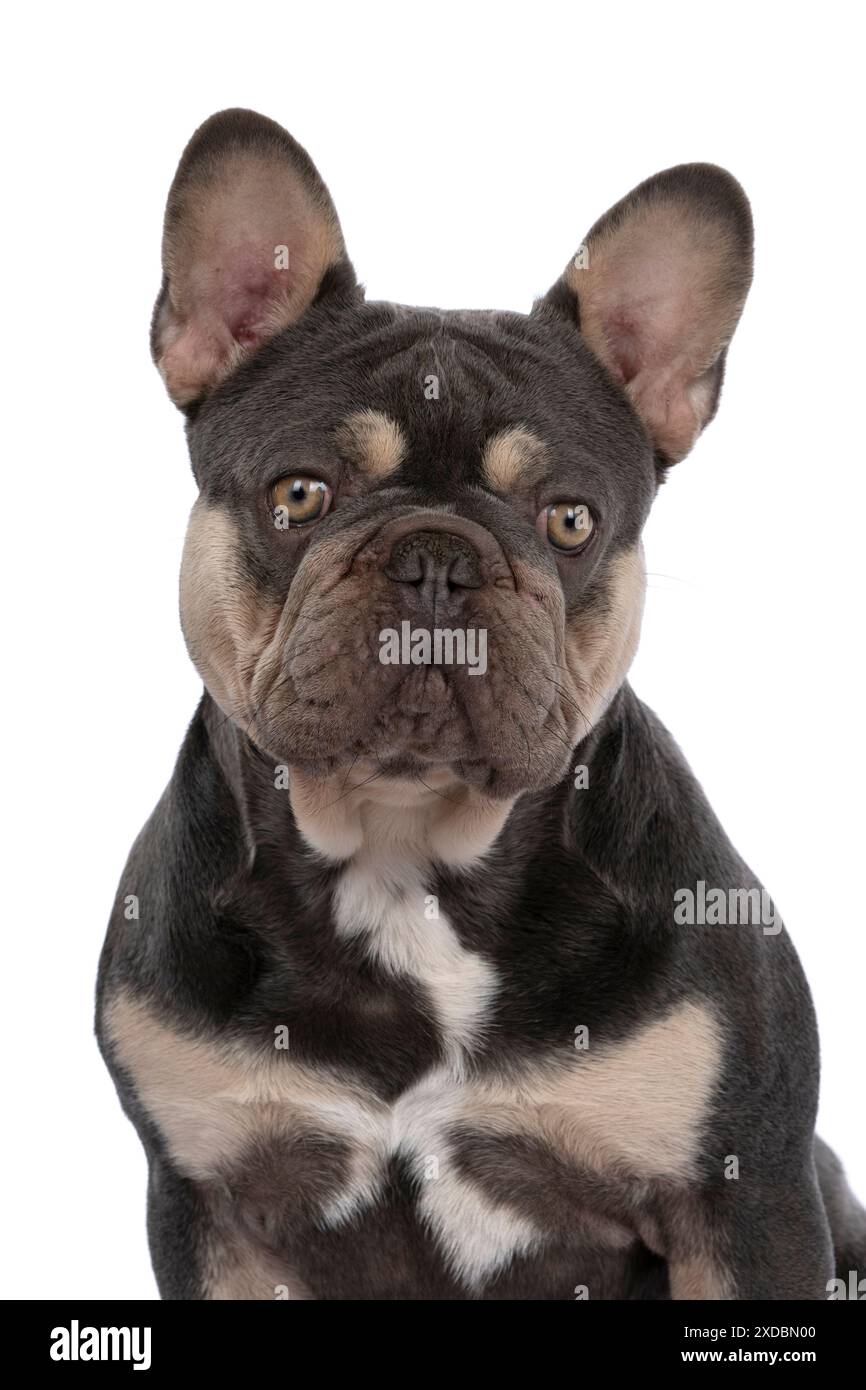 HUND. Französische Bulldogge, sitzendes Porträt, Studio Stockfoto