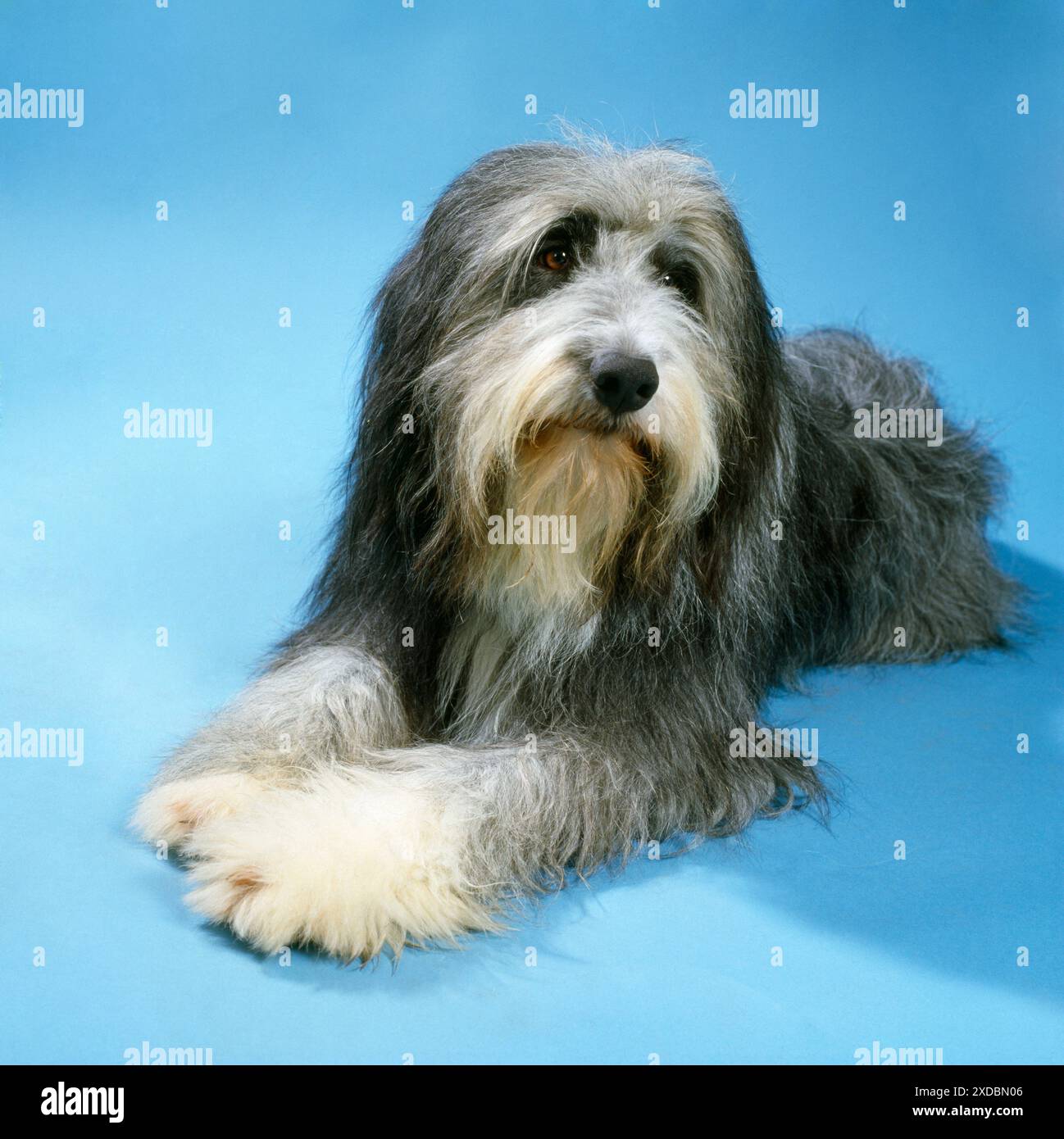 Bearded Collie Hund Stockfoto