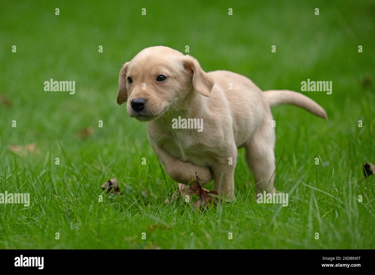 HUND. Labrador Retriever Welpe, gelb, 7 Wochen alt. Stockfoto