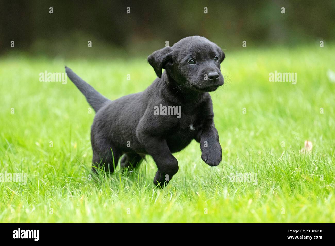 HUND. Labrador Retriever Welpe, schwarz, 7 Wochen alt. Stockfoto