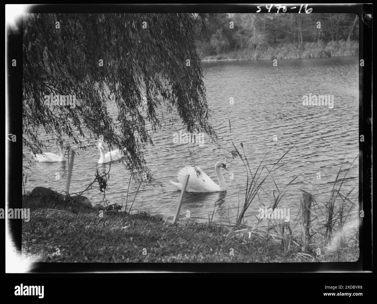 Taylor, Myron C., Mr., Residence and Grounds, Locust Valley, Long Island, New York. Genthe Fotosammlung. Stockfoto