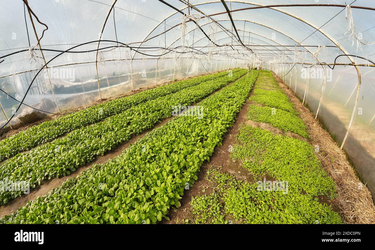 Weitwinkelansicht des Innenraums eines Bio-Gemüsegewächshauses, selektiver Fokus. Stockfoto