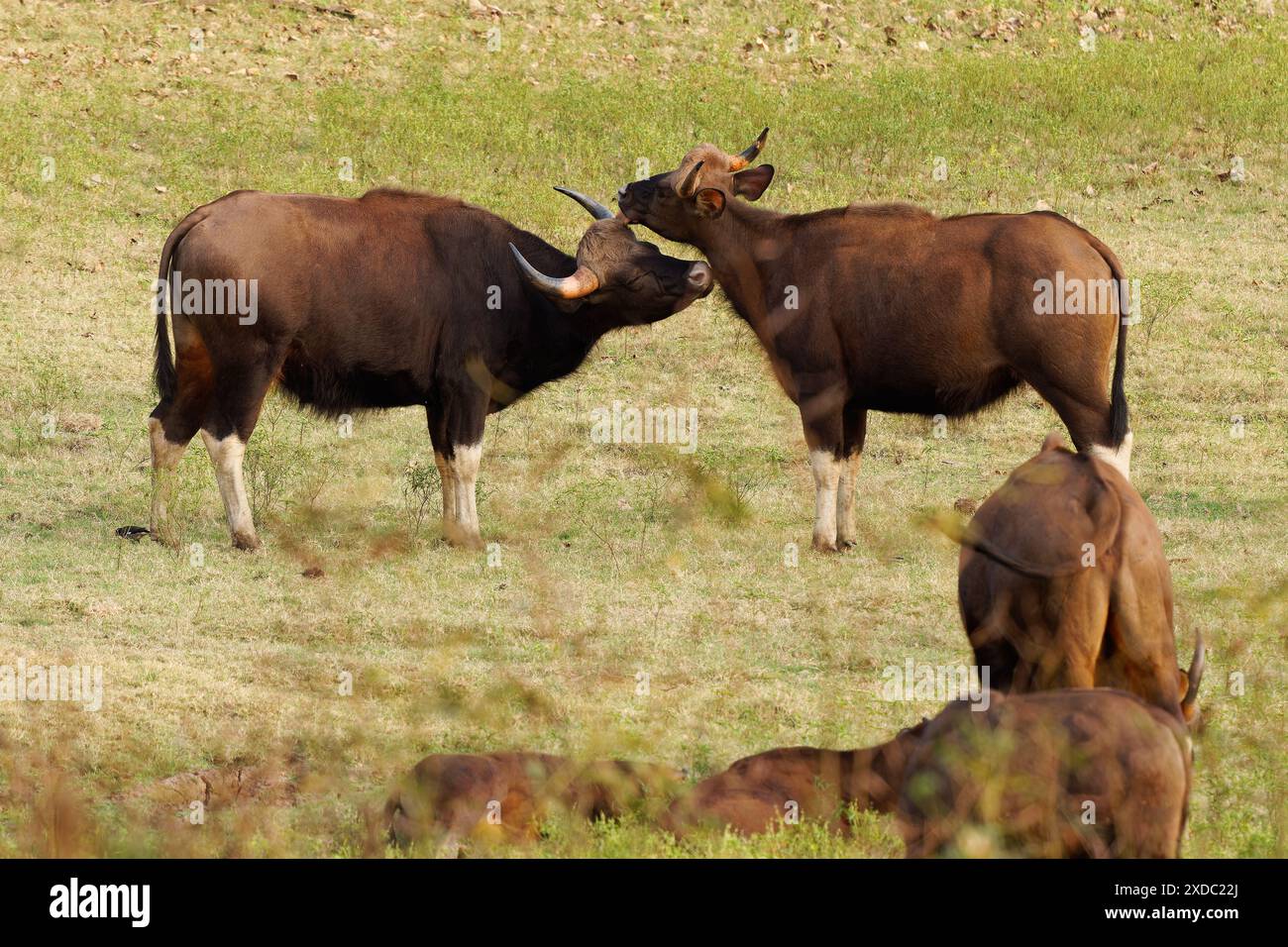 Der gaur - Bos gaurus, auch indischer Bison, Porträt auf grünem Hintergrund, das größte erhaltene Rinder, das in Südasien und Südostasien in Indien beheimatet ist. Stockfoto