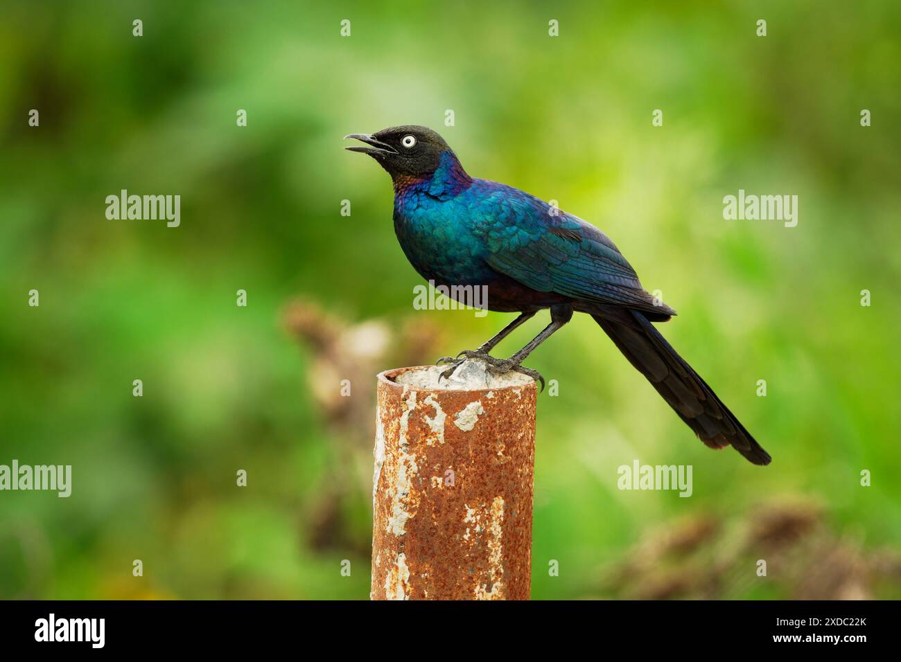 Ruppell-Starling - Lamprotornis purpuroptera auch Rueppell-Hochglanzstarling oder Langschwanzstarling, Vogel, der in Afrika im Kongo, Äthiopien und Kenia vorkommt Stockfoto