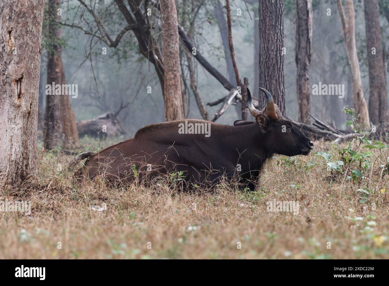 Der gaur - Bos gaurus, auch indischer Bison, Porträt auf grünem Hintergrund, das größte erhaltene Rinder, das in Südasien und Südostasien in Indien beheimatet ist. Stockfoto