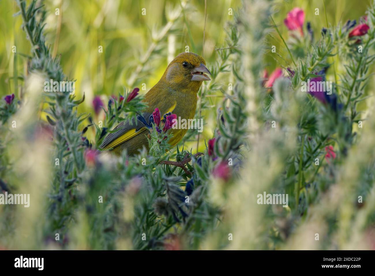 Europäischer Grünfink oder einfach der Grünfink - Chloris chloris kleiner Passerinvogel aus der Familie der finken Fringillidae, in ganz Europa verbreitet, Nein Stockfoto