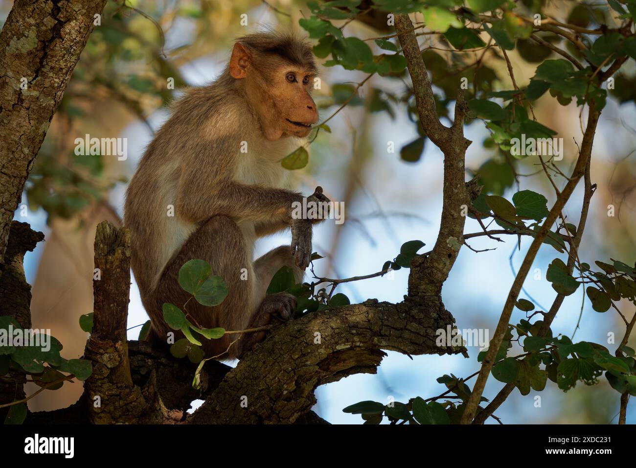 Bonnet Macaque - Macaca radiata auch zati, Affe endemisch in Südindien, verwandt mit dem Rhesus Macaque, tagtäglich arboreal und terrestrisch, sitzend Stockfoto