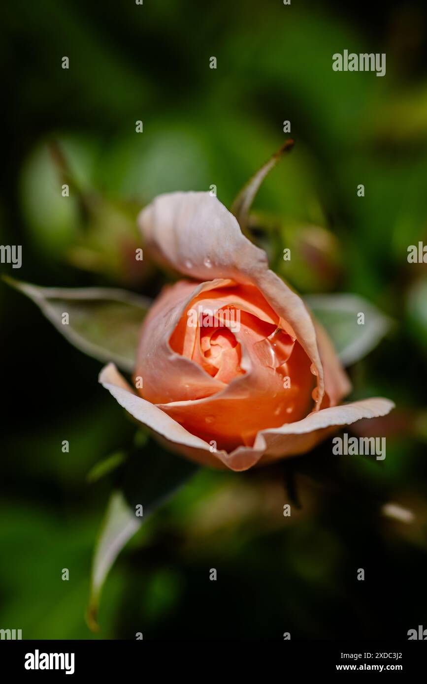 Nahaufnahme einer leicht geöffneten Orangenblüte mit Regentropfen Stockfoto