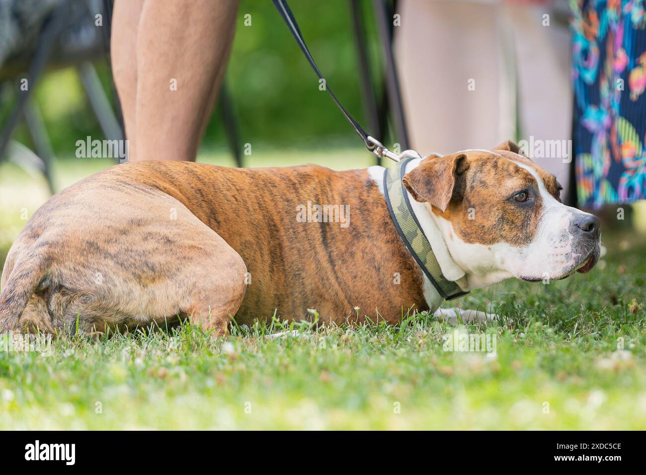 Große klobige freundliche rötliche Bräune und weiße Pit Bull Terrier Bulldogge draußen an der Leine. Ein Pit Bull Terrier, der im Gras liegt. Stockfoto