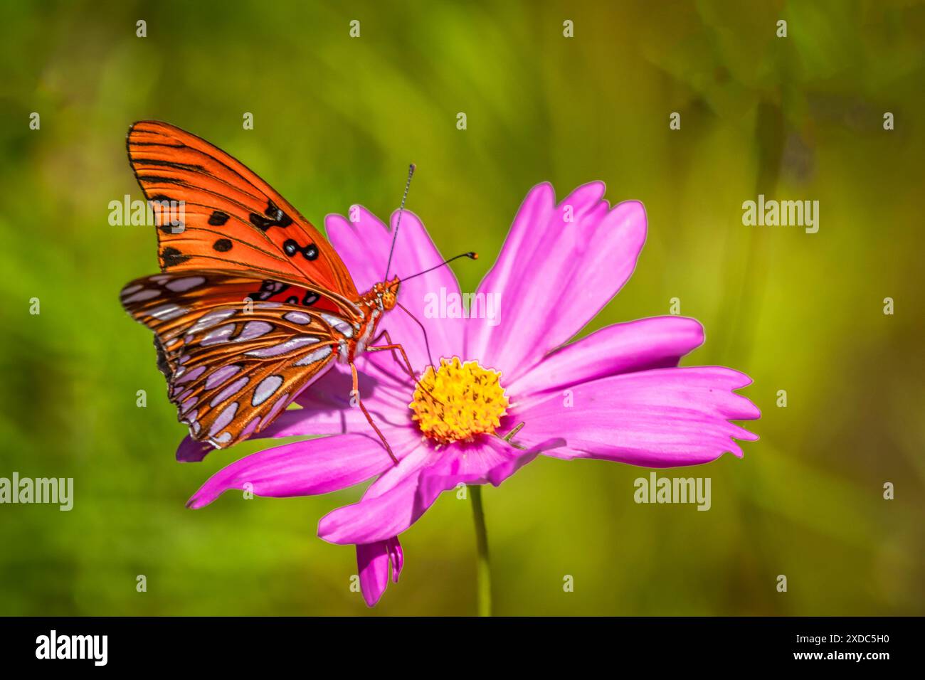 Hübscher Gulf Fritillary Schmetterling auf einer rosa Blume mit grünem Hintergrund Stockfoto