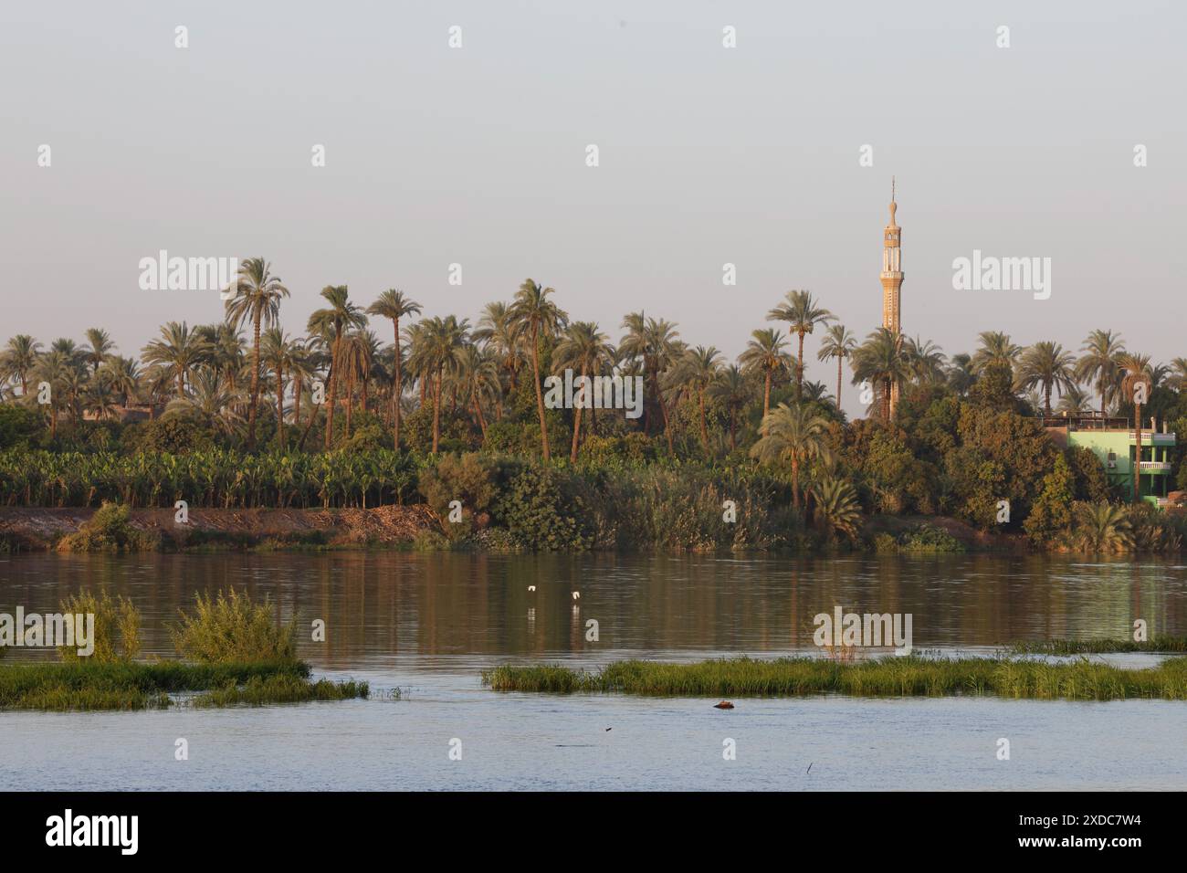 Ein Minarett in Armant in der Nähe von Luxor, Ägypten, erhebt sich über Palmen entlang des Nils, während zwei Rinderreiher fliegen, indem sie bei Sonnenaufgang das Wasser abschöpfen. Stockfoto