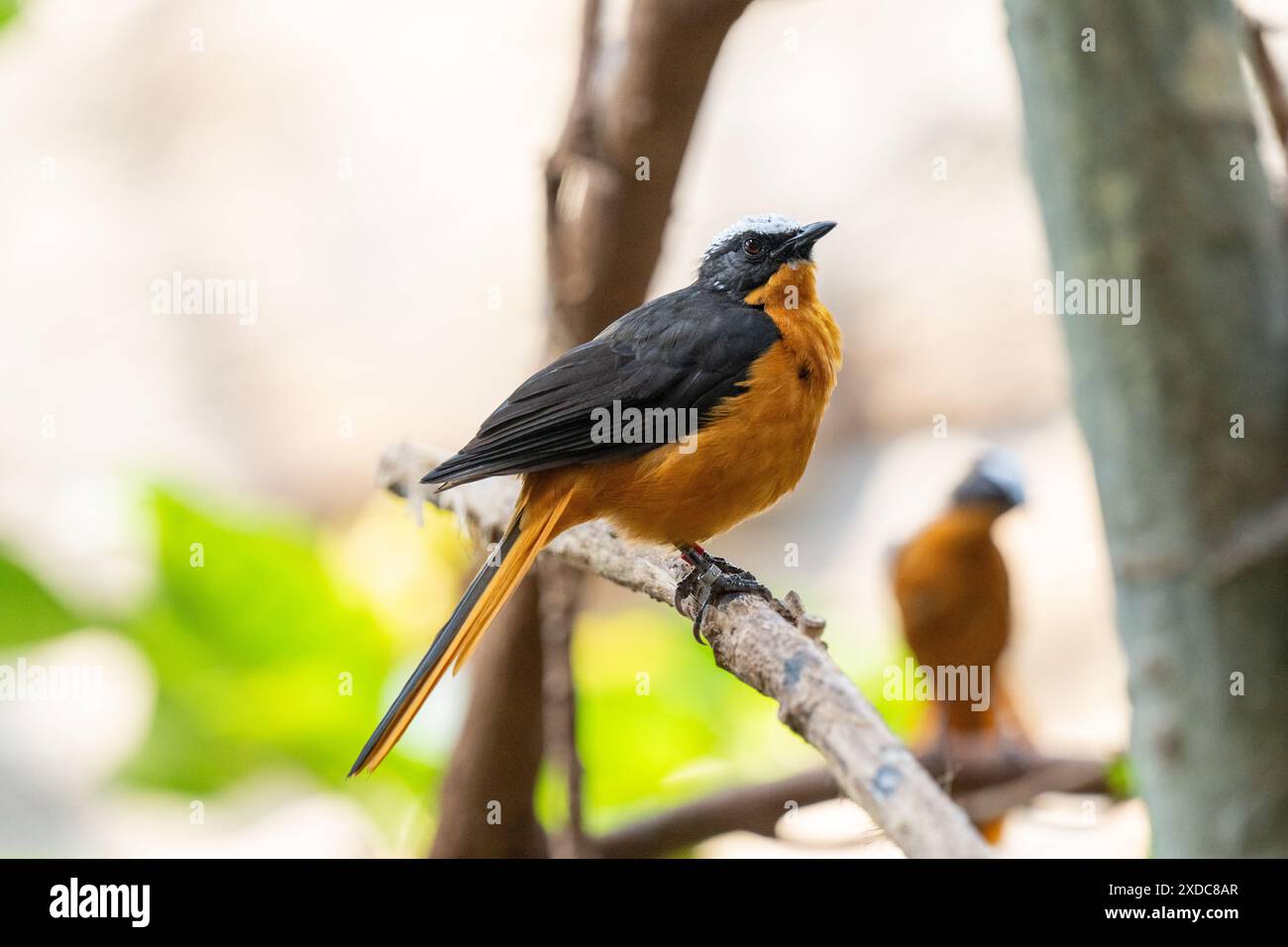 Cossypha albicapillus (Cossypha albicapillus), ein in Afrika endemischer und nicht-wandernder Vogel, der in trockener Savanne und subtropischer Region vorkommt Stockfoto