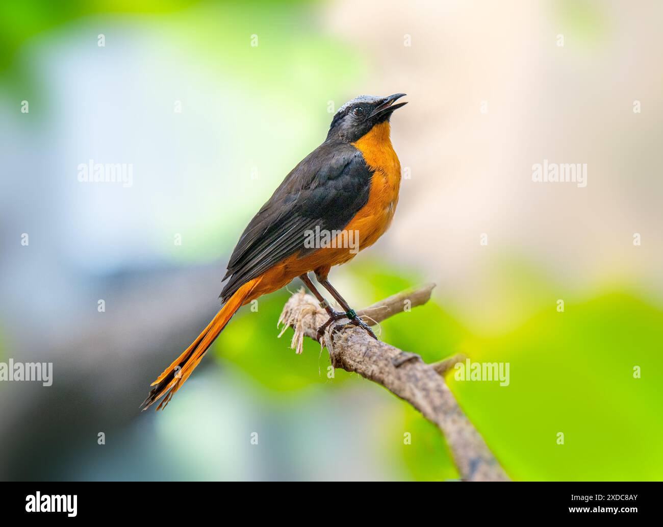 Cossypha albicapillus (Cossypha albicapillus), ein in Afrika endemischer und nicht-wandernder Vogel, der in trockener Savanne und subtropischer Region vorkommt Stockfoto