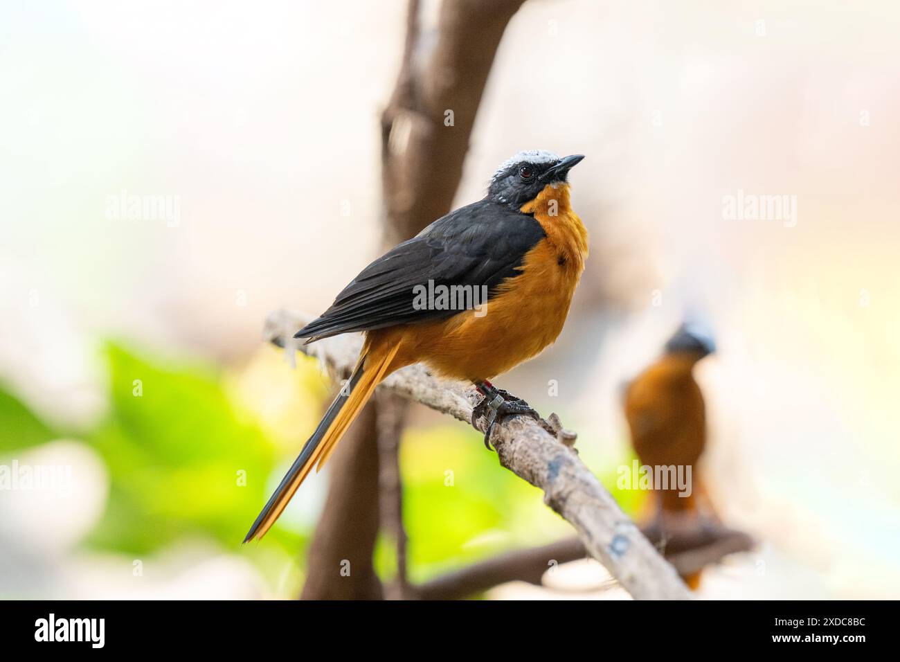 Cossypha albicapillus (Cossypha albicapillus), ein in Afrika endemischer und nicht-wandernder Vogel, der in trockener Savanne und subtropischer Region vorkommt Stockfoto