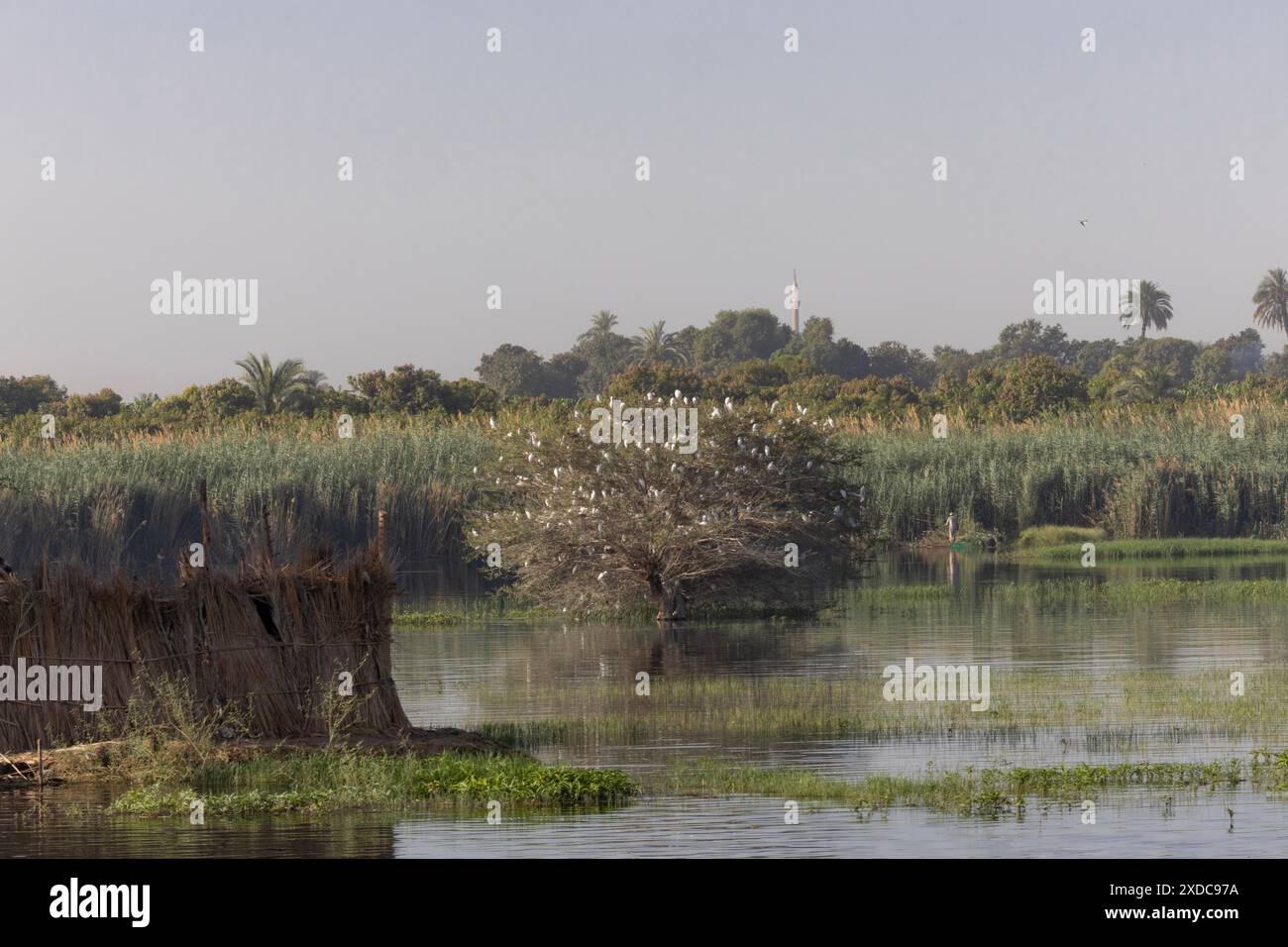 Eine Schar Reiher auf einem Baum im Nil ignoriert einen Mann, der parallel zu einem Minarett Schilf aus einem Ruderboot schneidet Stockfoto