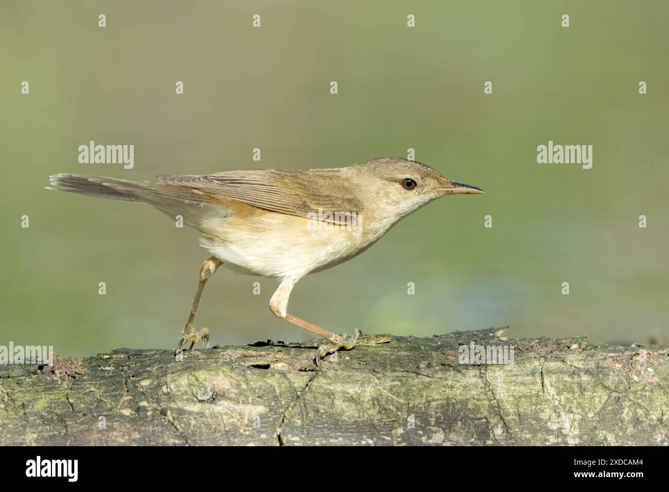 Gemeiner Schilfwarbler, Acrocephalus scirpaceus, alleinerziehender Erwachsener, der im Freien auf dem Boden steht, Hortobagy, Ungarn, 2. Mai 2024 Stockfoto