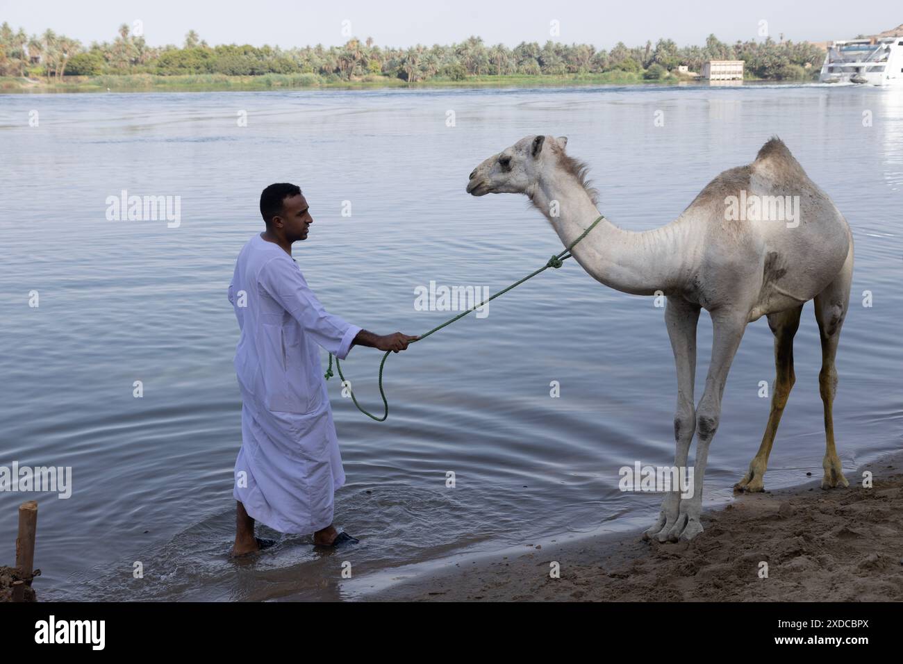 Ein junger Ägypter in einer Galllibaya versucht, seinen widerwärtigen jungen Dromedar davon zu überzeugen, dass er Wasser aus dem Nil bei Tiwaysah trinken muss. Stockfoto