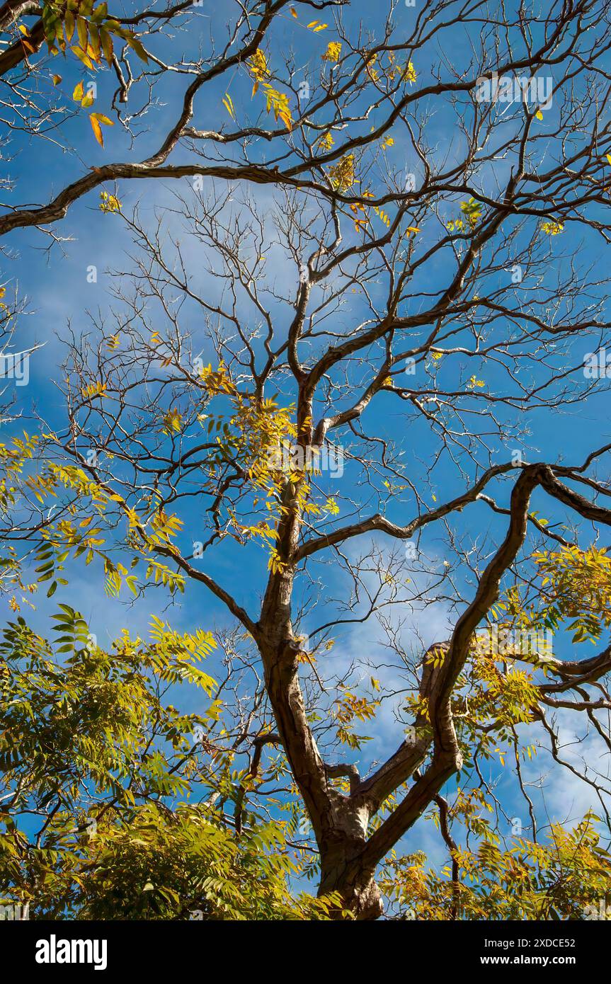 Sydney Australien, Zweig einer Sapindus mukorossi carinatus gegen blauen Himmel Stockfoto