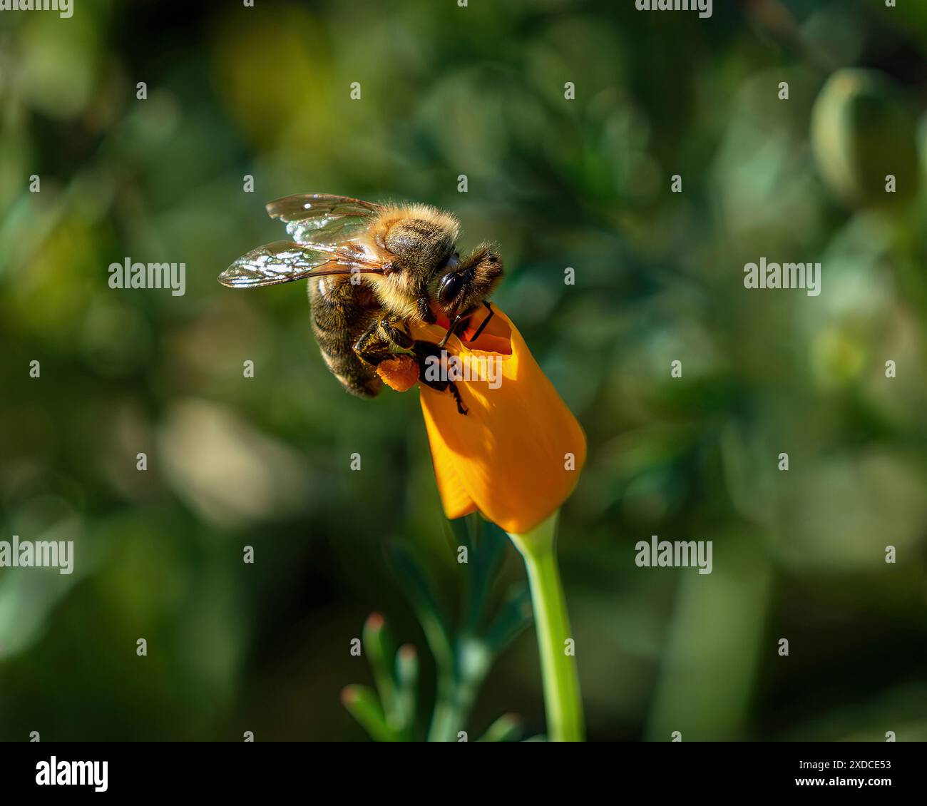 Eine Honigbiene sitzt auf einer California Mohn Blumenzwiebeln, angezogen von Farbe und Pollen. Nahansicht. Stockfoto