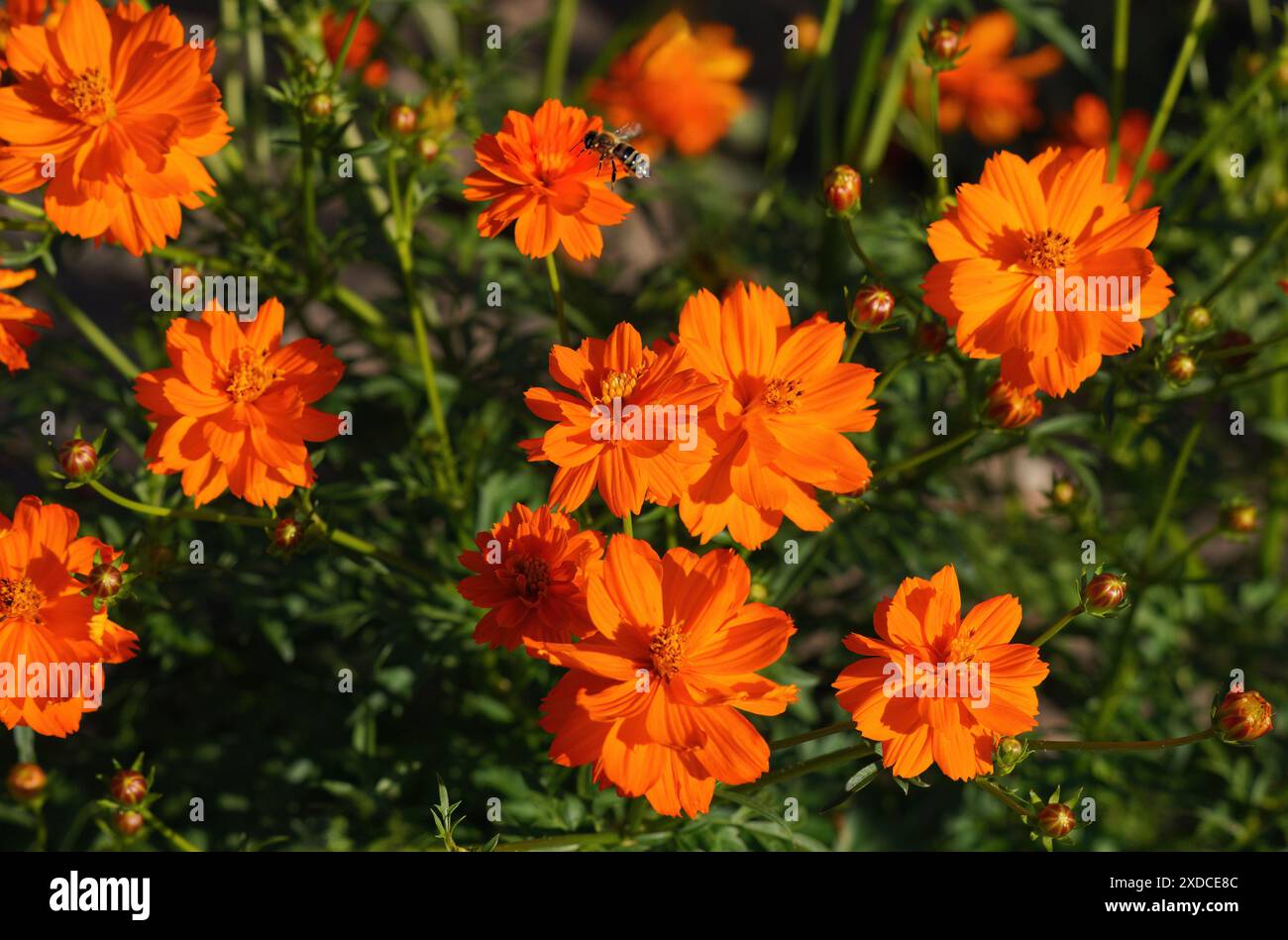 Sulphur Cosmos Blüten von wunderschöner orangener Färbung, die in einem Sommergarten mit voller Blüte und aufstrebenden Knospen blühen. Stockfoto