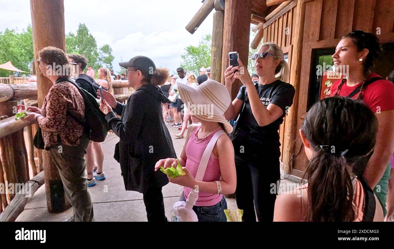 Interaktives Zooerlebnis in Colorado Springs, Colorado, mit Giraffen und malerischer Bergkulisse Stockfoto