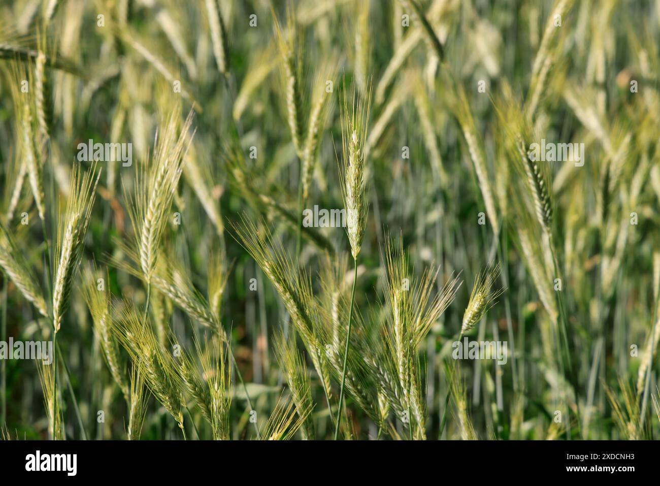 Gerstenfeld in Périgord im Südwesten Frankreichs. Gerste, Getreide, Landwirtschaft, menschliche und tierische Lebensmittel. Périgord, Dordogne, Nouvelle Aquitaine, Franc Stockfoto