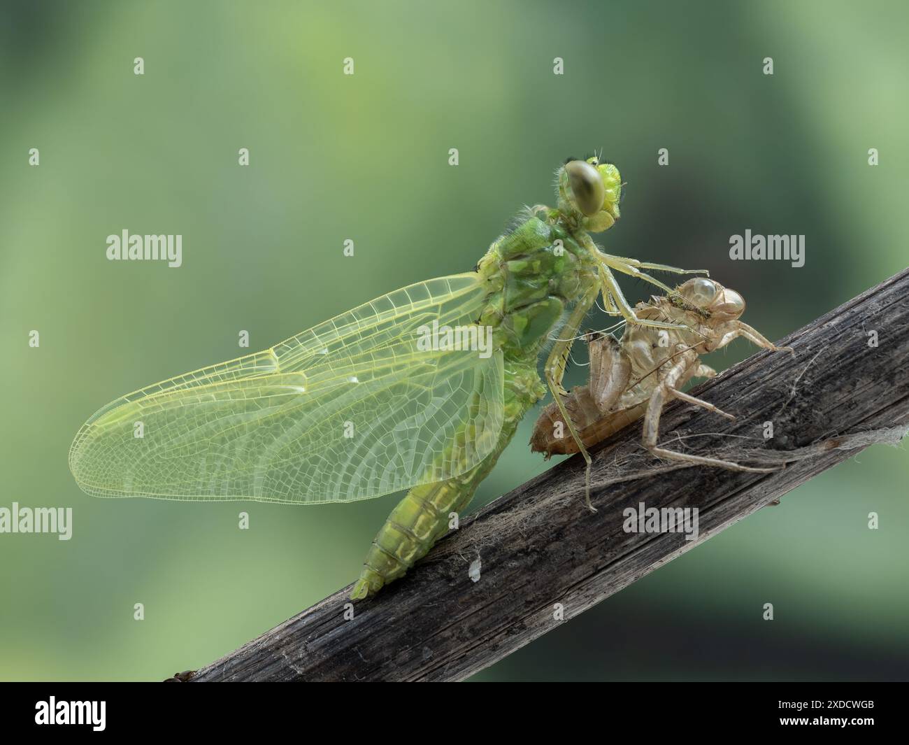 Abbildung 6 einer Serie von 8 Stück. Die wunderschöne weibliche weibliche Westernpondhawk Libelle (Erythemis collocata), die aus dem Exoskelett der Larve hervorgegangen ist, Stockfoto
