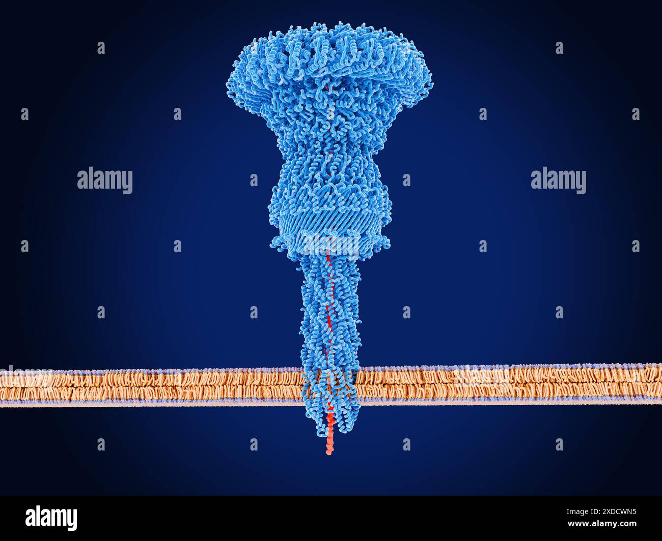 Illustration des Injektisoms (blau) einer Salmonella sp. Bakteriuminjektion von Effektorproteinen (rot) in eine Wirtszelle. Injektisomen sind Teil des Typ-3-Sekretionssystems (T3SS), das von mehreren gramnegativen Bakterien verwendet wird. Das T3SS ist eine molekulare Struktur, die Proteine in potentielle Wirtszellen abgeben kann, die dazu beitragen, die Zelle anfällig für Infektionen zu machen. Stockfoto